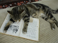 Gatto che dorme su un libro