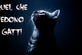 Quel che vedono i gatti