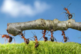 Proposte di collaborazione per scrittori esordienti