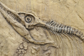 La fossilizzazione dell’autore